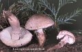 Leucoagaricus barssii-amf1223-1